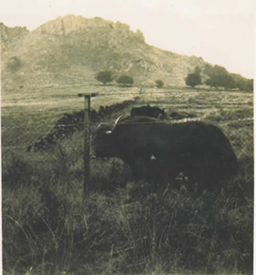 Yak on Hen Cloud